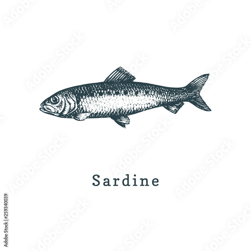 Illustration of sardine. Fish sketch in vector. Drawn seafood in engraving style. Used for can sticker, shop label etc.
