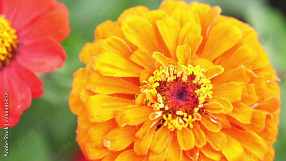 Beautiful blooming flowers in the garden. Summer time. slow motion. 3840x2160 Beautiful blooming flowers in the garden. Summer time. slow motion. 3840x2160