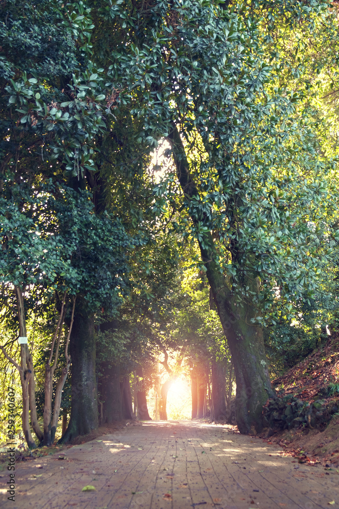 Fototapeta premium Sunset at empty alley of magnolia trees