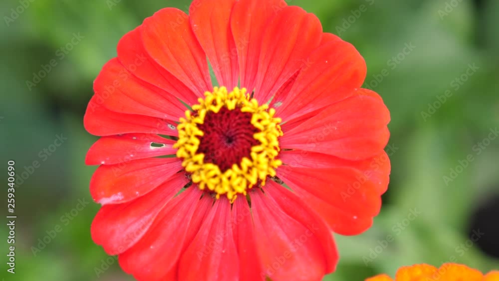 Beautiful blooming red flower in the garden. Summer time. slow motion. 3840x2160 Beautiful blooming red flower in the garden. Summer time. slow motion. 3840x2160