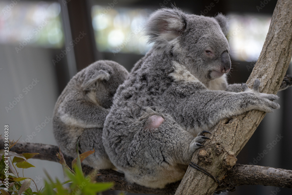 Obraz premium コアラ, 子ども