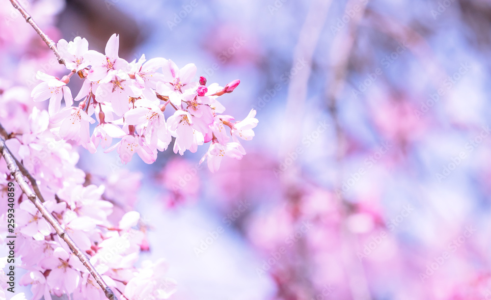 Obraz premium Beautiful cherry blossoms sakura tree bloom in spring in the castle park, copy space, close up, macro.
