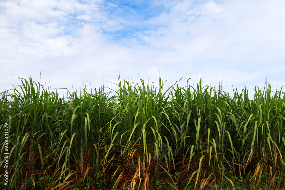 Sugarcane field on the blue sky background, Agriculture farm Sugarcane field on the blue sky background, Agriculture farm