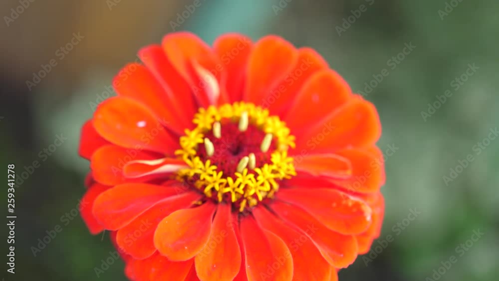 Beautiful blooming red flower in the garden. Summer time. slow motion. 3840x2160 Beautiful blooming red flower in the garden. Summer time. slow motion. 3840x2160