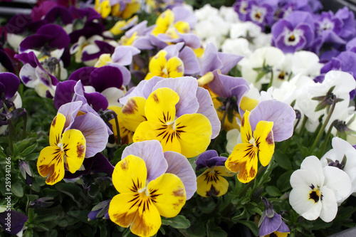 Viola flowers. Pansies. Violets. Floral pattern. Flowers background texture. Pansy flower.  