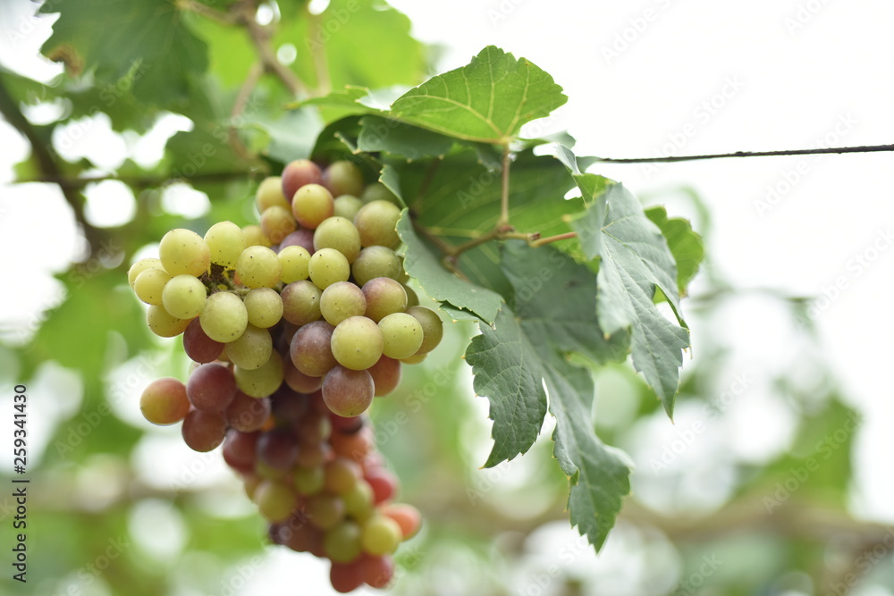 The fresh grapes on the farm are trees and fruit leaves from the vineyard near my house. The fresh grapes on the farm are trees and fruit leaves from the vineyard near my house.