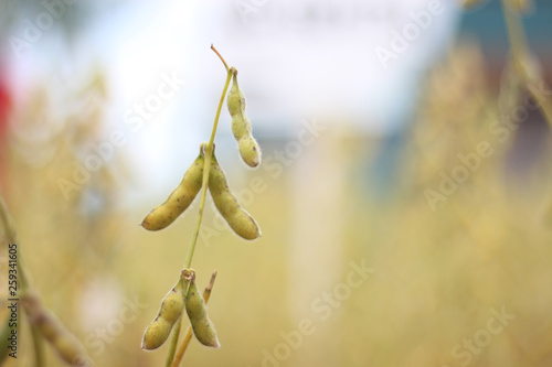 soybean seeds on the plant - no leaves - with space for text photo