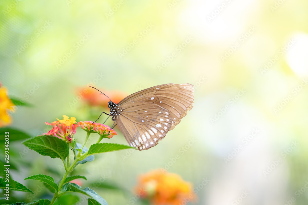 Obraz premium Macro selective focus of single brown butterfly landed and standing on pink flowers in the garden against morning sunlight with blurred background. The meaning of freshness, soul and immortality.