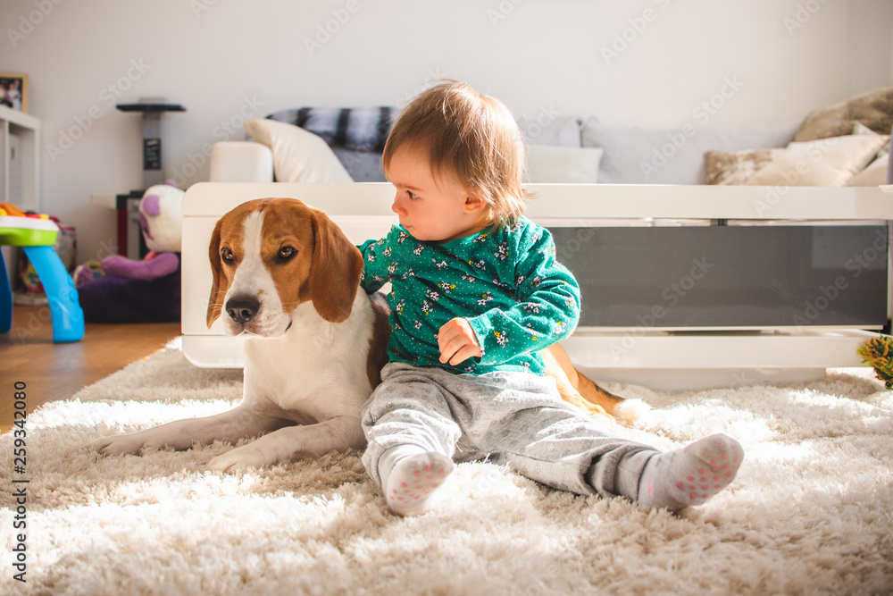 Baby hugging tight Beagle dog in sunny room. Baby hugging tight Beagle dog in sunny room.
