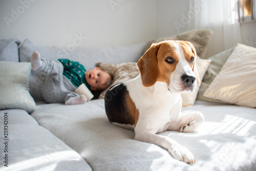 Dog with a cute baby girl on a sofa. Beagle lie down in front, baby in background having fun
