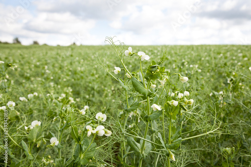 Blooming peas on the field.