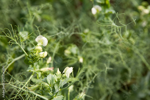 Blooming peas on the field.