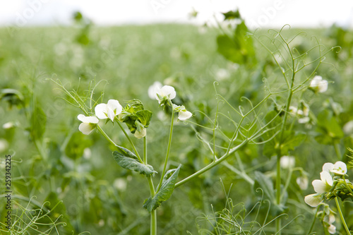 Blooming peas on the field.