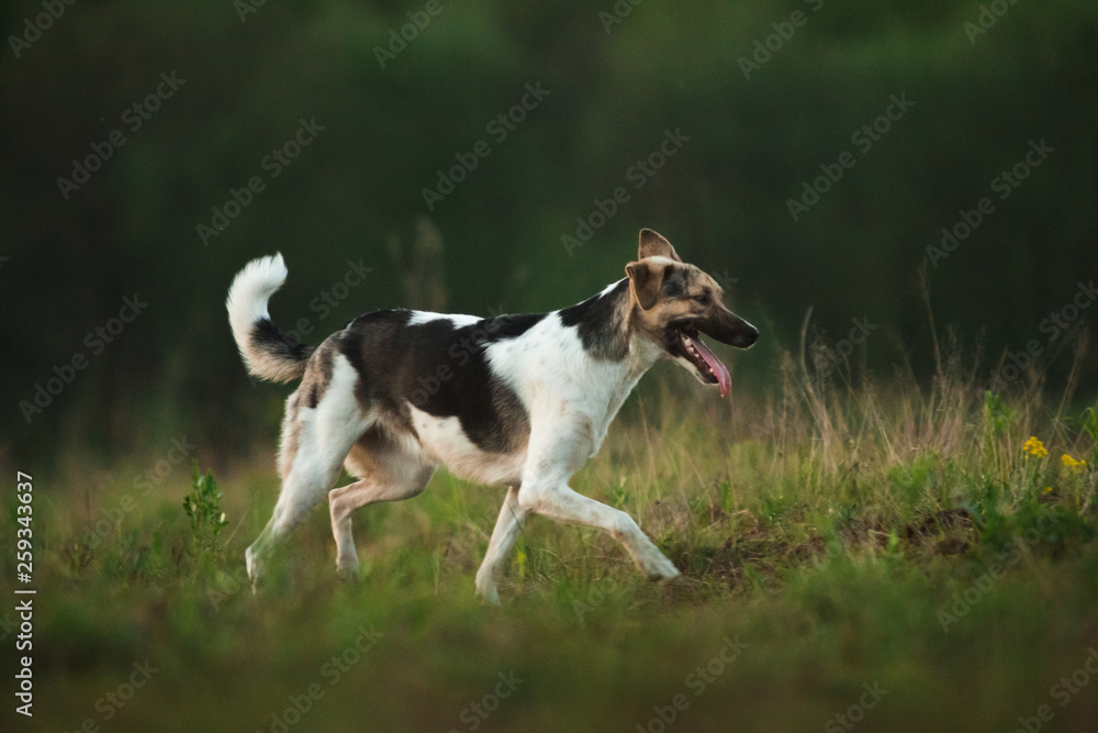 Portrait of happy mongrel dog walking on sunny green field. Green trees background