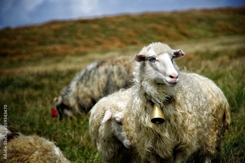 Fototapeta premium sheep in a field