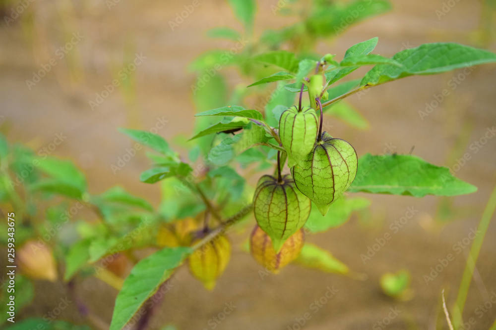 close up of Physalis angulata naturally in the plantation area close up of Physalis angulata naturally in the plantation area