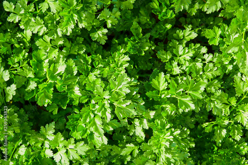 parsley, green parsley leaves growing in the garden, close-up parsley, green parsley leaves growing in the garden, close-up