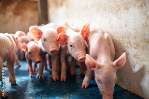 Fotografiet Ecological pigs and piglets at the domestic farm