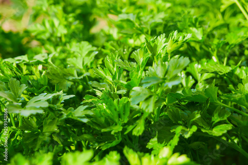 parsley  green parsley leaves growing in the garden  close-up