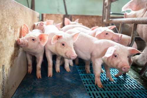 Fotótapéta Ecological pigs and piglets at the domestic farm