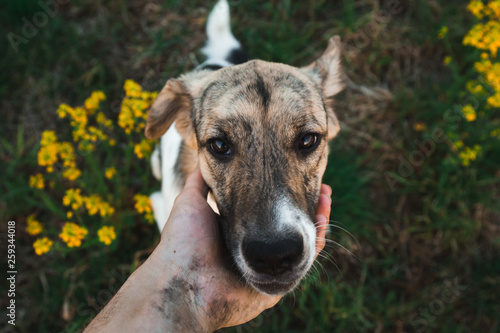person hand holding a dog chin. Green grass and yellow flowers background
