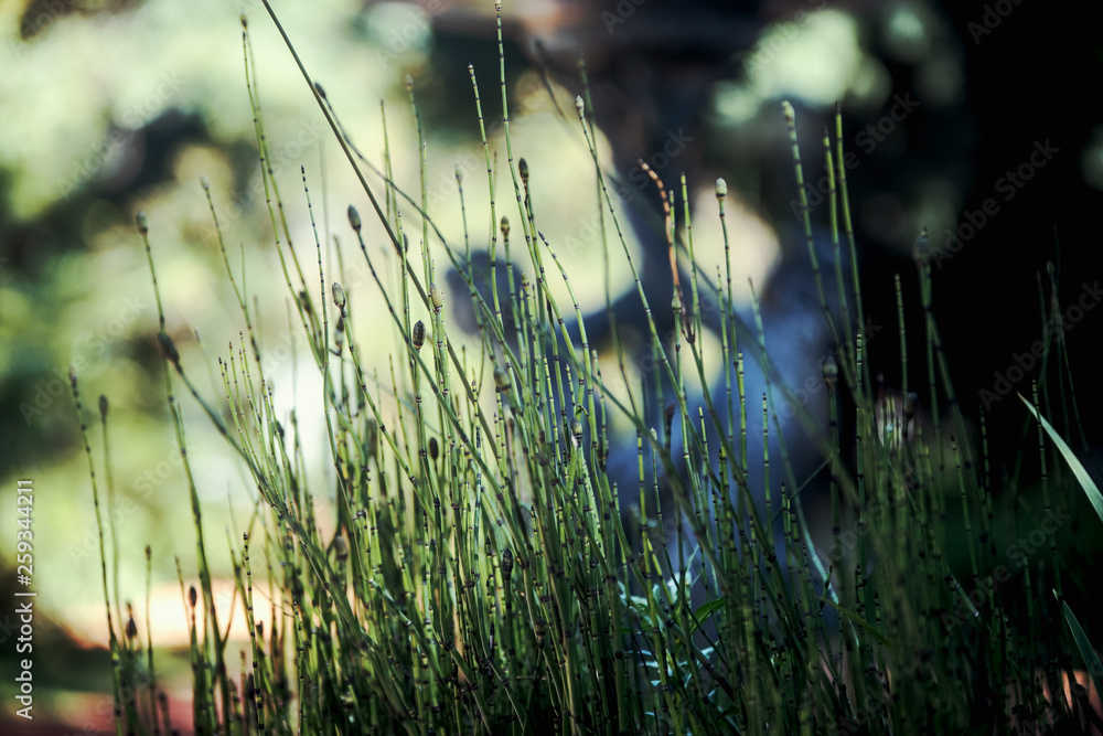 Fototapeta premium Grass