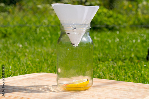 Fruit and small flies trap made out of jar, paper funnel, lemon and sugar inside