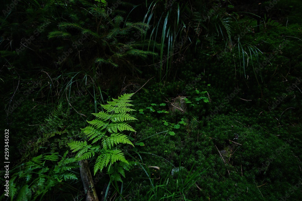 Fototapeta premium ferns in the forest