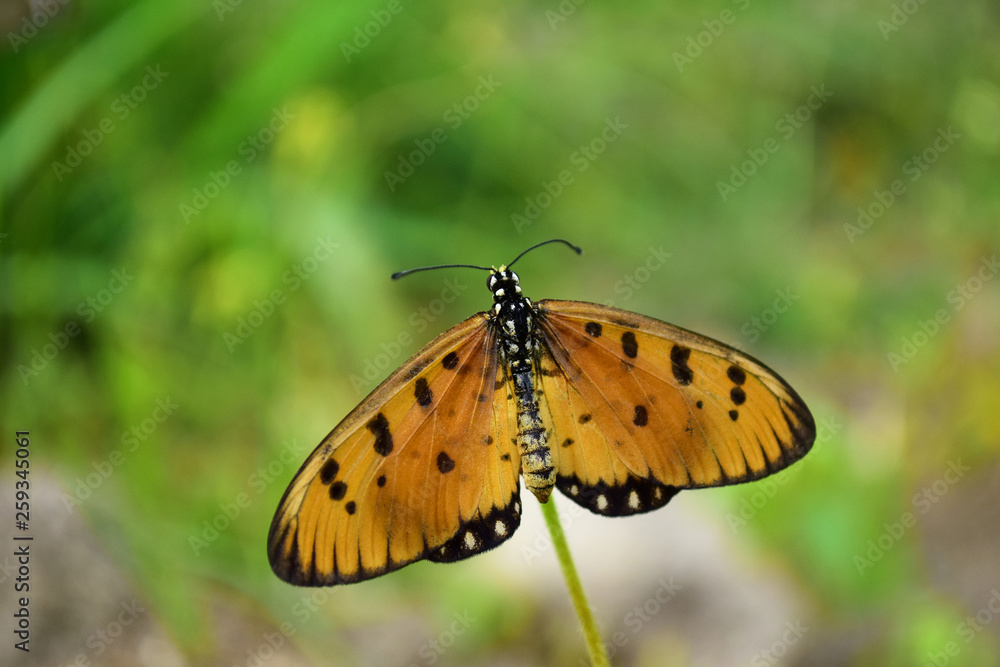 close-up of a butterfly stretching its wings above the flower close-up of a butterfly stretching its wings above the flower