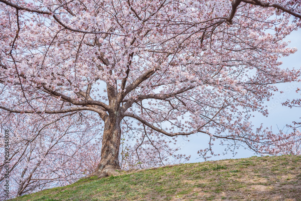 春の便り「桜」