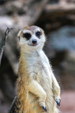 The Suricata suricatta or meerkat stand up
