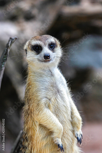 The Suricata suricatta or meerkat stand up