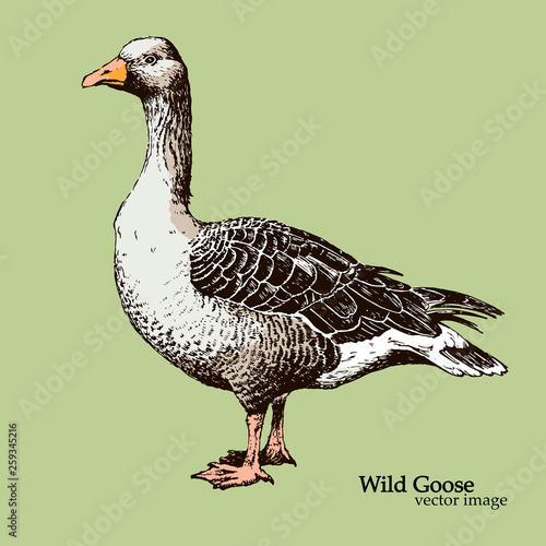goose, bird, paultry, farm, farming, house, pen, ink, black, white, separate, feather, illustration, isolated, fly, drawing, sketch, wild, duck, food, engraved, gagaga, beak, nature,retro, vintage vec