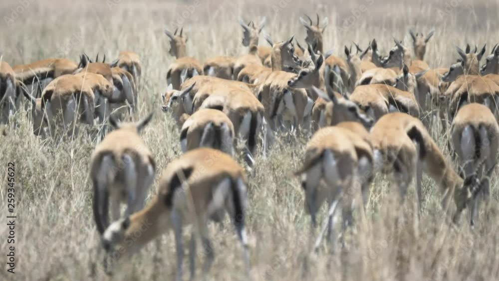 a 4K 60p close shot of a gazelle herd at serengeti national park in tanzania a 4K 60p close shot of a gazelle herd at serengeti national park in tanzania
