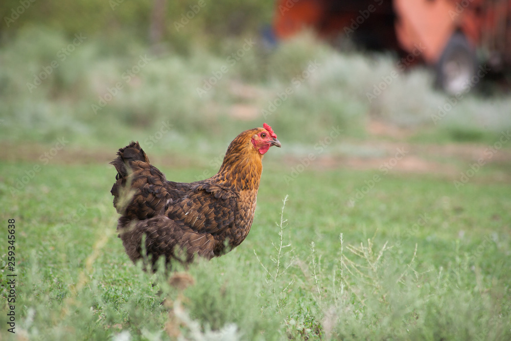brown hen looking for food in the farm yard brown hen looking for food in the farm yard