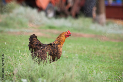 brown hen looking for food in the farm yard