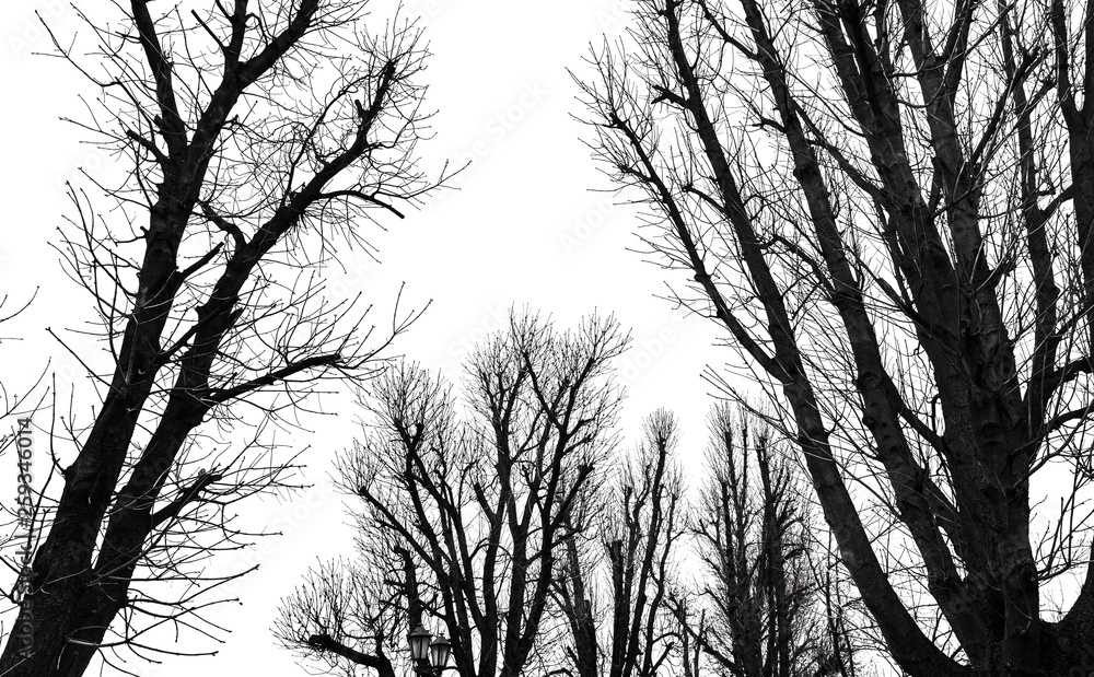 Fototapeta premium Tree Silhouette Isolated on White