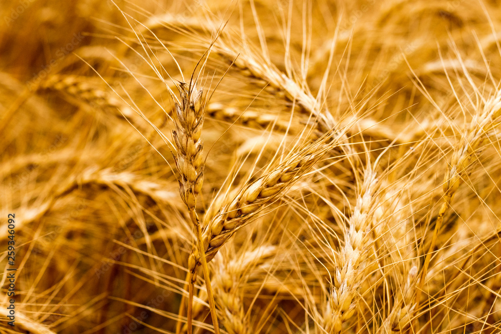field of wheat field of wheat