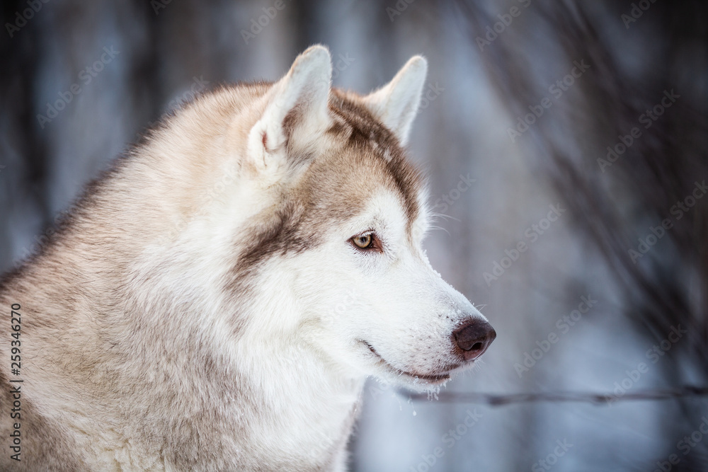 Beautiful and happy siberian Husky dog standing on the snow in the fairy winter forest Beautiful and happy siberian Husky dog standing on the snow in the fairy winter forest
