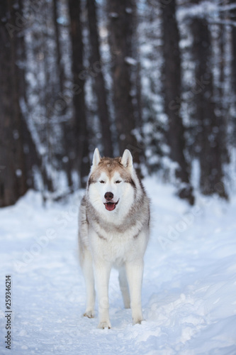 Cute and free Siberian Husky dog standing on the snow path in the winter forest at sunset.