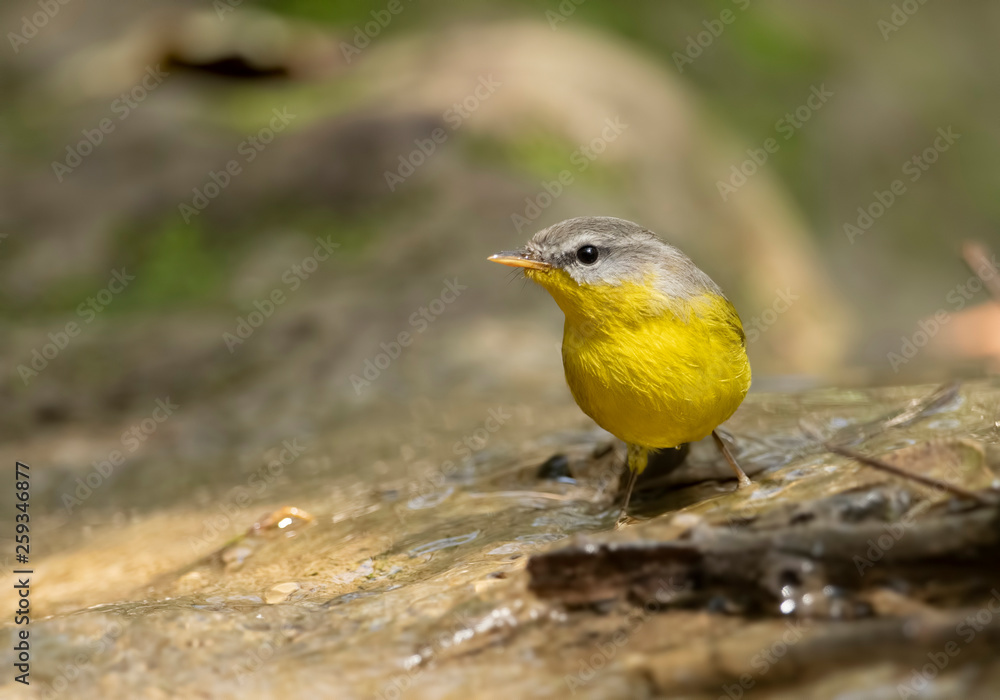 Grey Hooded warbler