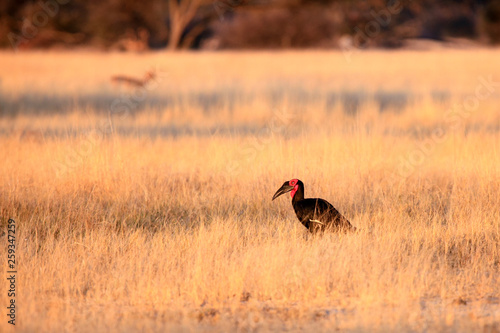 The southern ground hornbill (Bucorvus leadbeateri) or (Bucorvus cafer) sitting on the savanna.Big hornbill sits on the ground in yellow grass.
