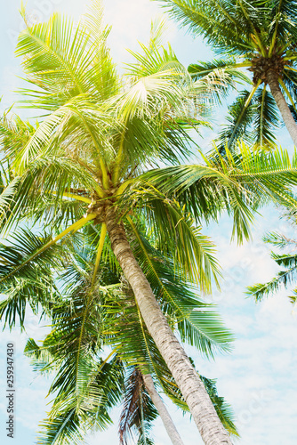 Palm Trees Jungle Blue Sky Landscape Tropical View