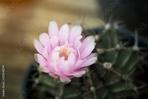 Close up cactus flower