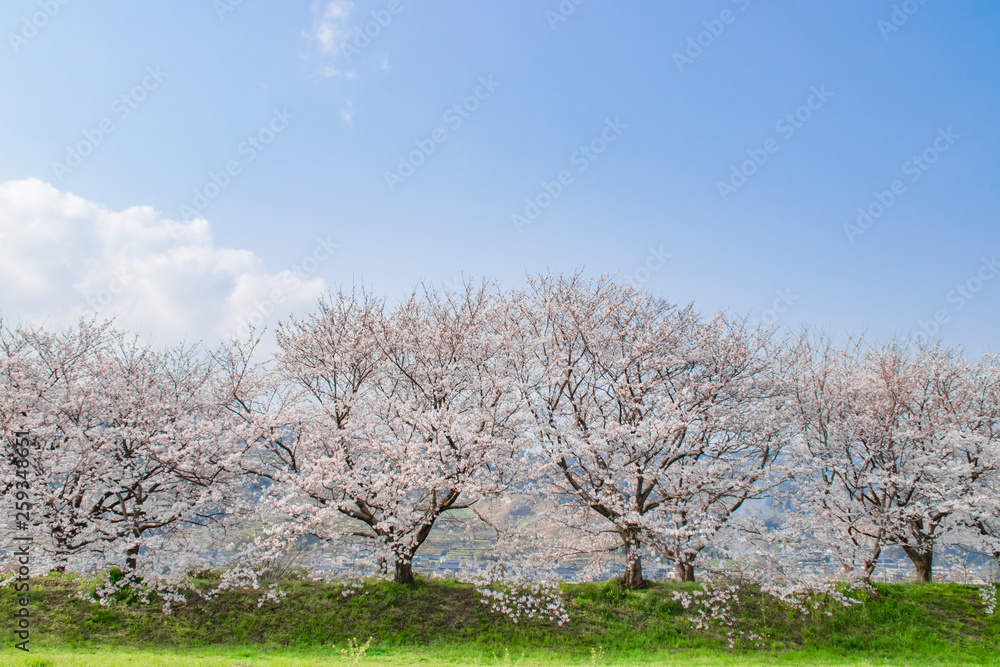 流川の桜並木と青空 Row of cherry blossom trees and blue sky 福岡県うきは市 流川の桜並木と青空 Row of cherry blossom trees and blue sky 福岡県うきは市