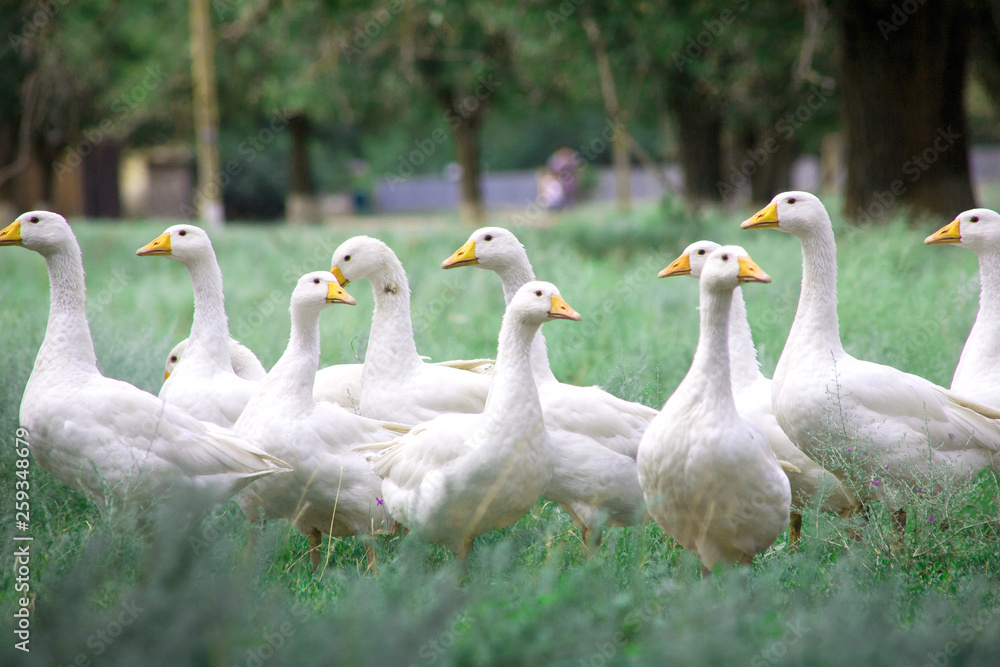 Domestic Geese in the grass Domestic Geese in the grass