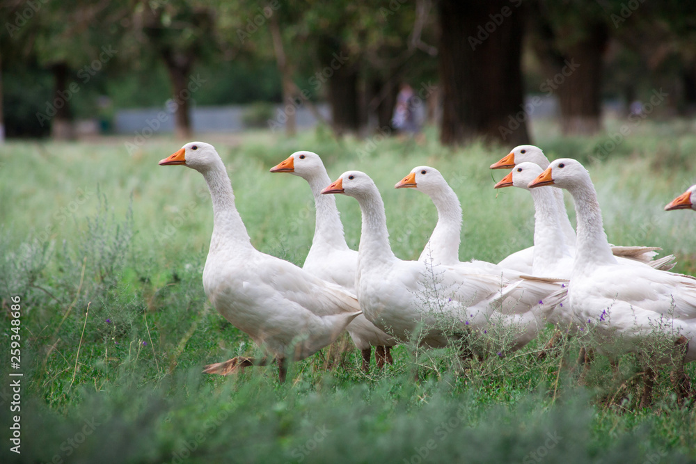 Domestic Geese in the grass Domestic Geese in the grass