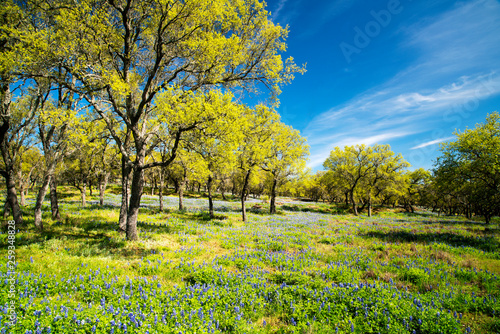 Bluebonnet filled Meadow in the Hill Country of Texas