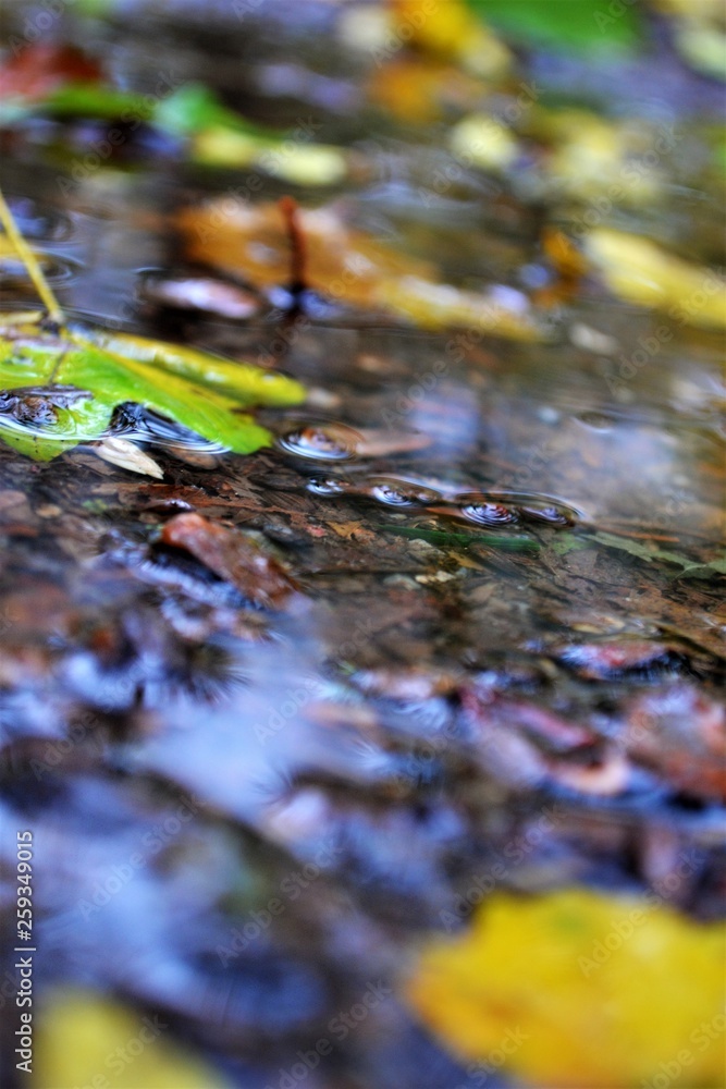 Fototapeta premium Herbst im Park