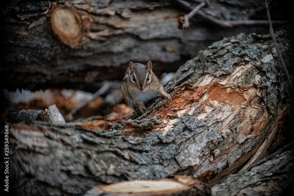 Obraz premium chipmunk on log